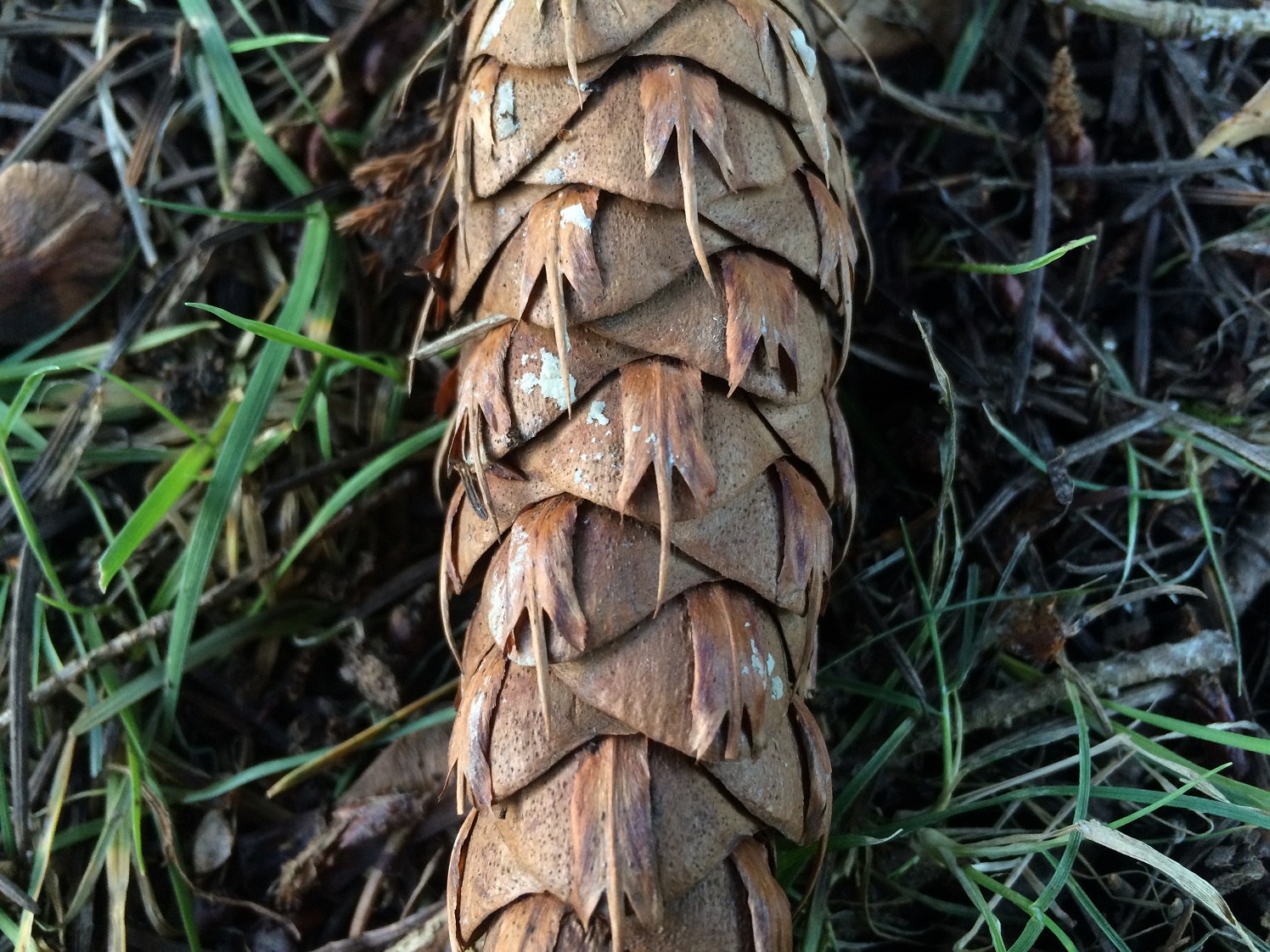 douglas fir tree cone