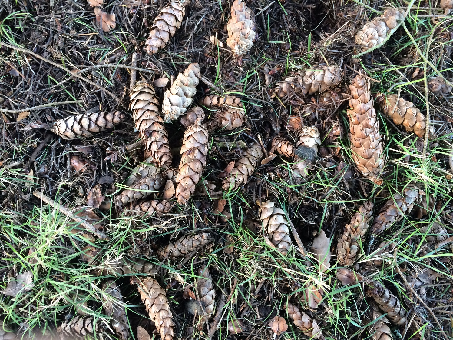 douglas fir tree cone