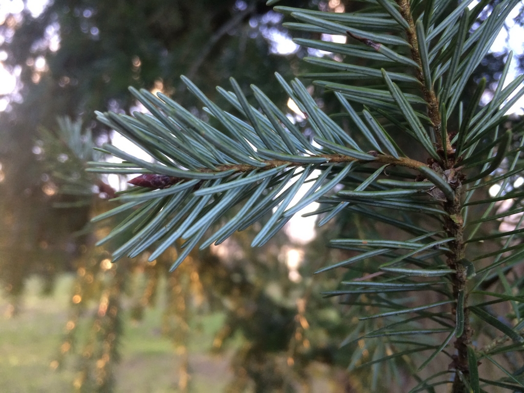 douglas-fir