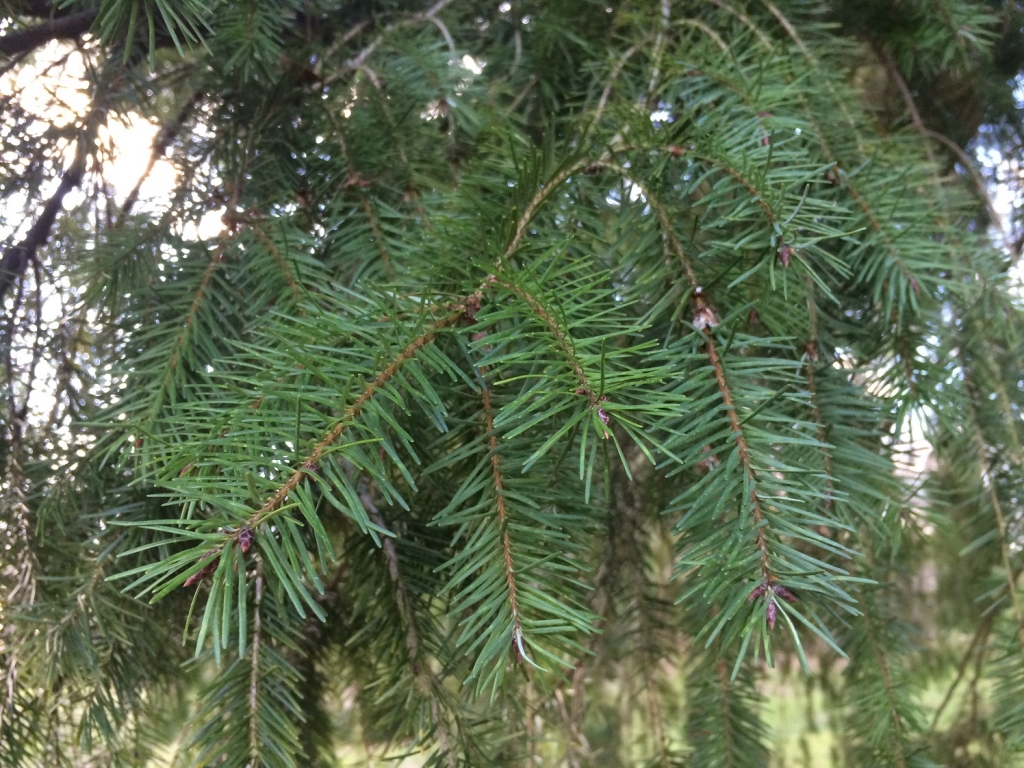 douglas-fir