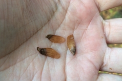 Seeds