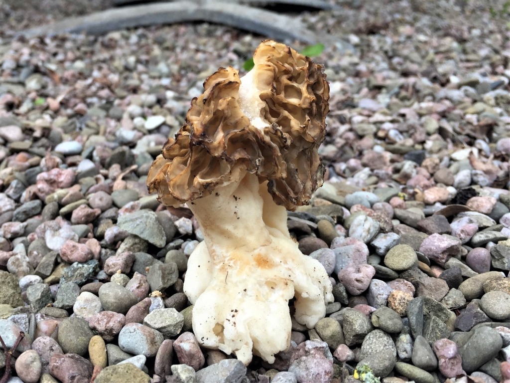 Common Morel