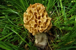 Morel