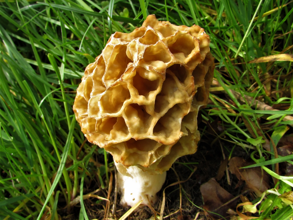 Morel