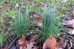 Crow Garlic