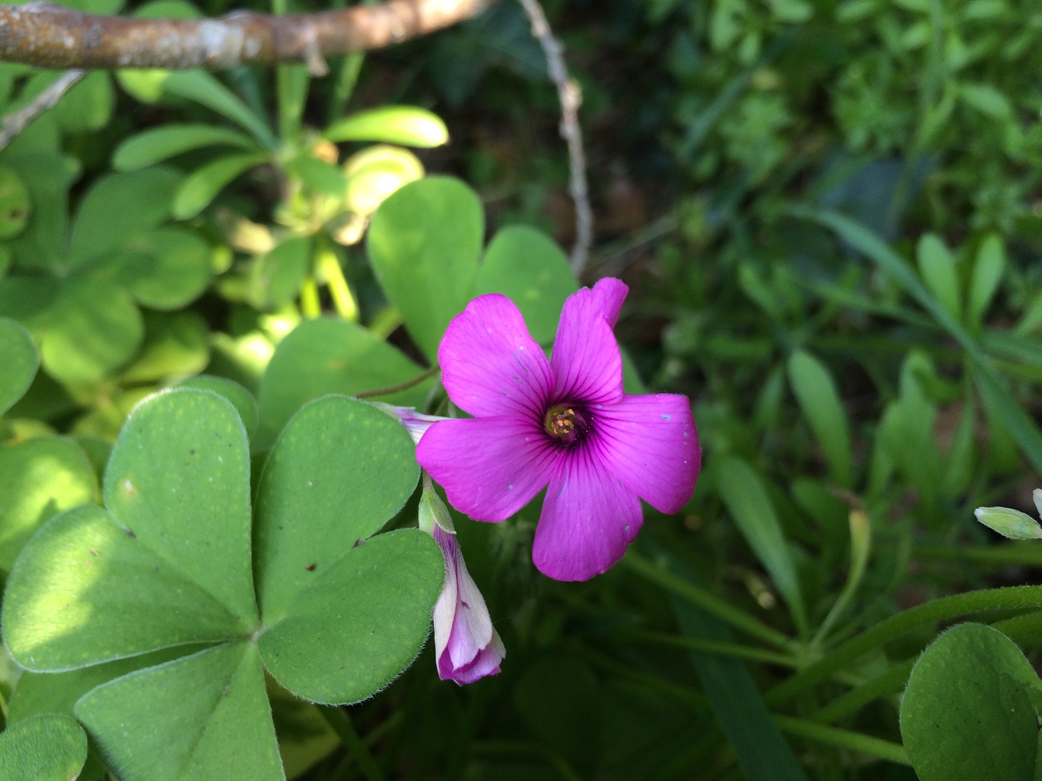 Pink Sorrel