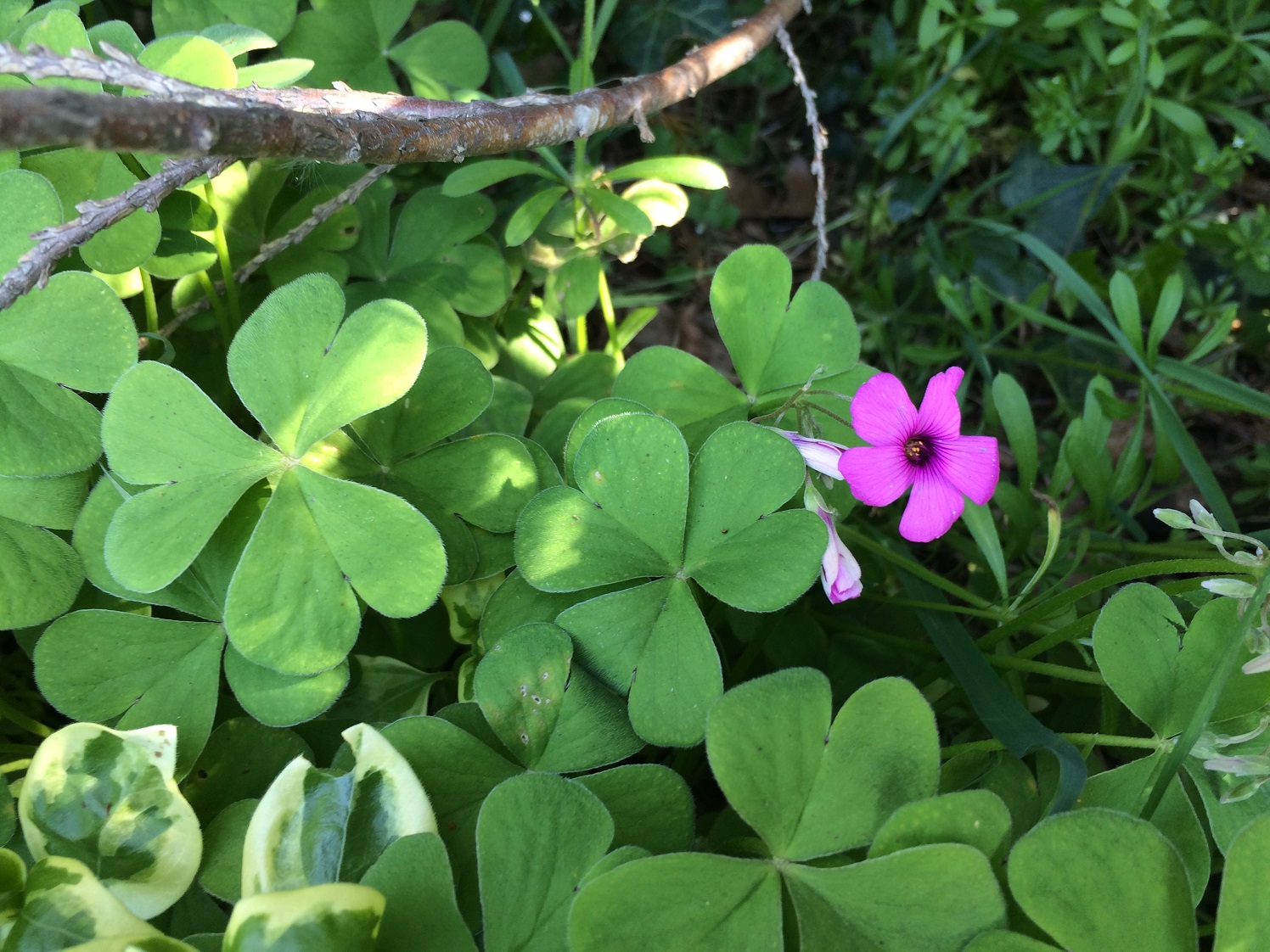 Pink Sorrel