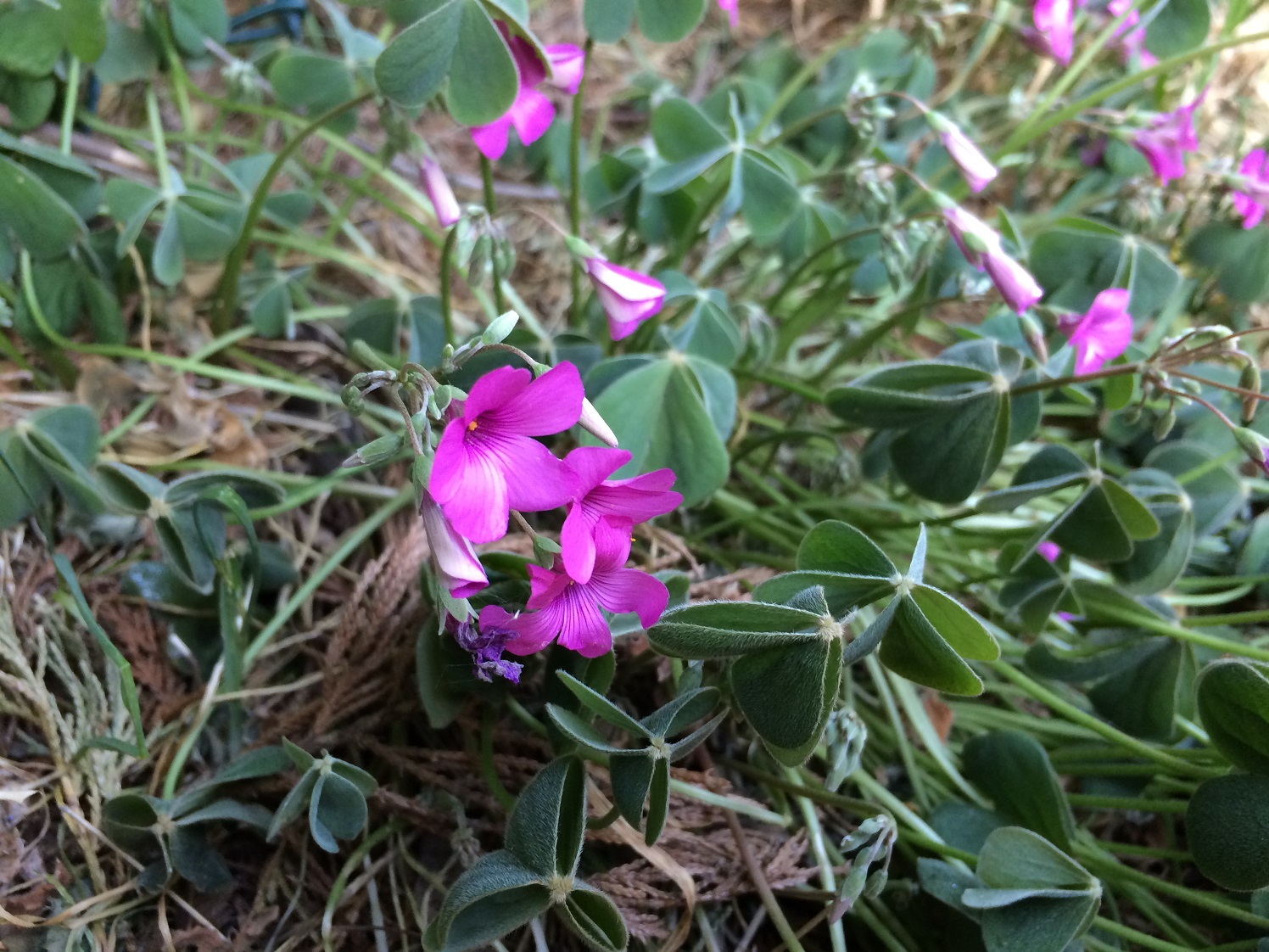 Pink Sorrel