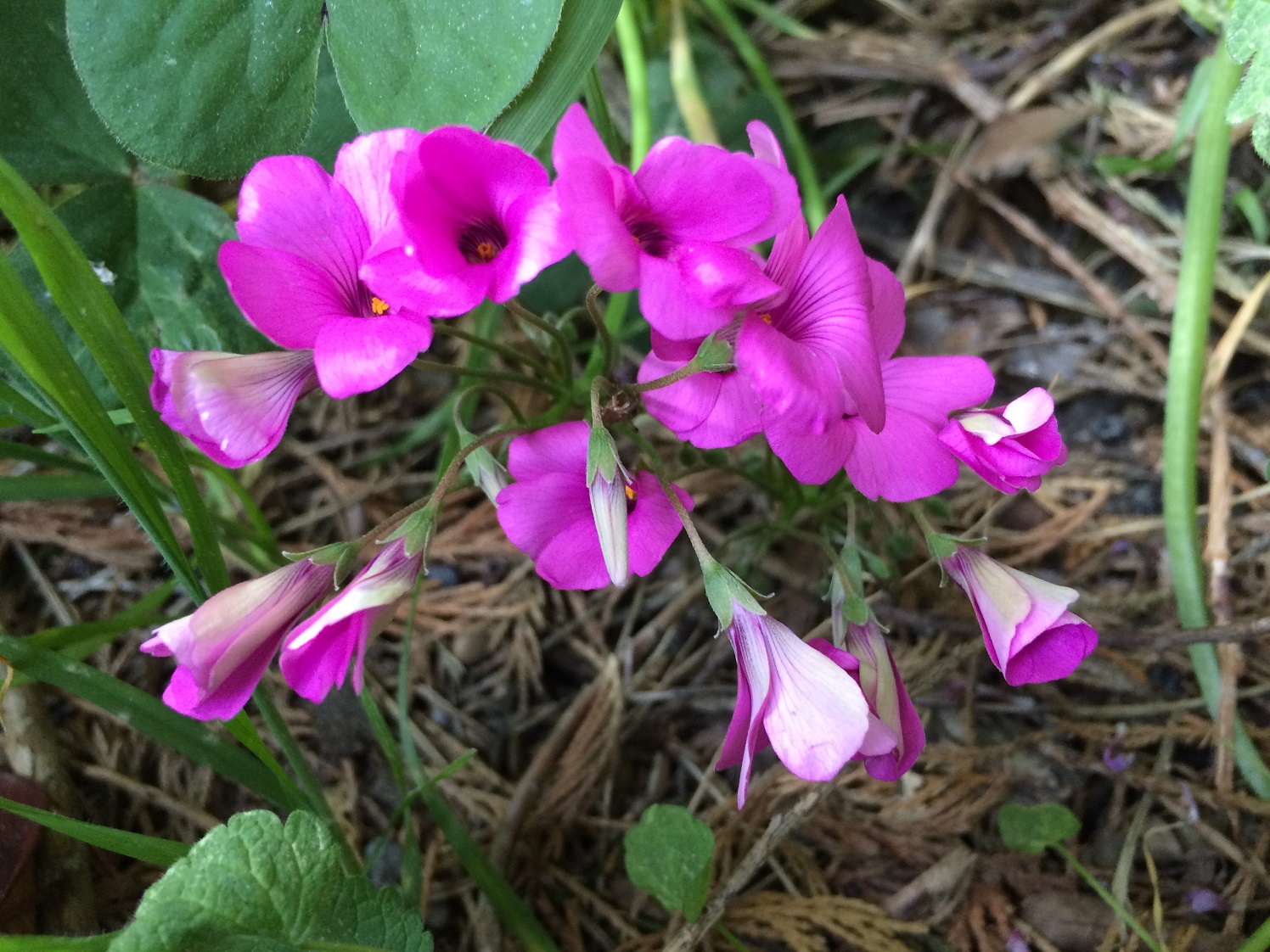 Pink Sorrel