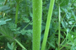 Stem