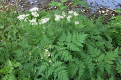 Sweet Cicely