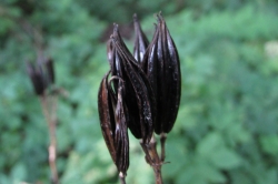 Seed Pods