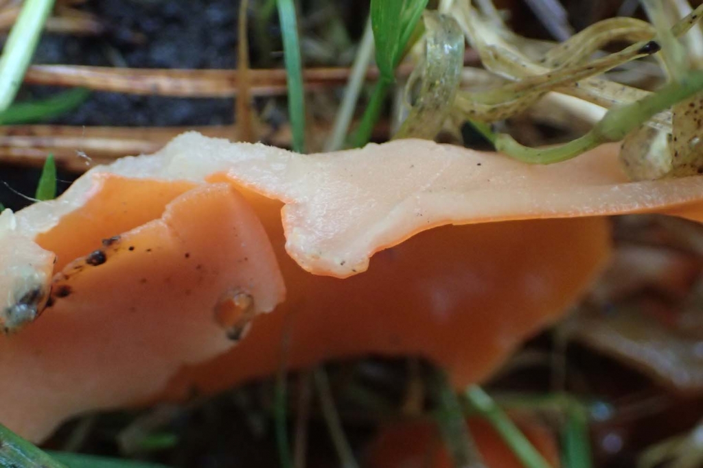 String Fungus Orange Peel Fungus