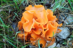 Orange Peel Fungus