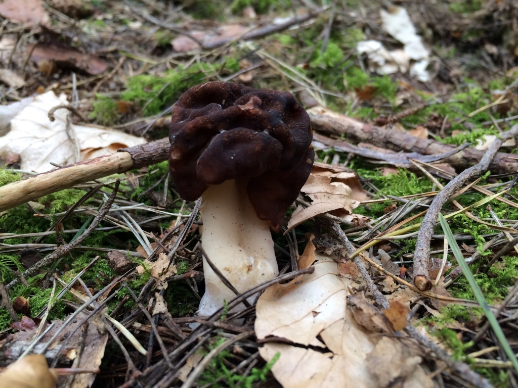 False Morel