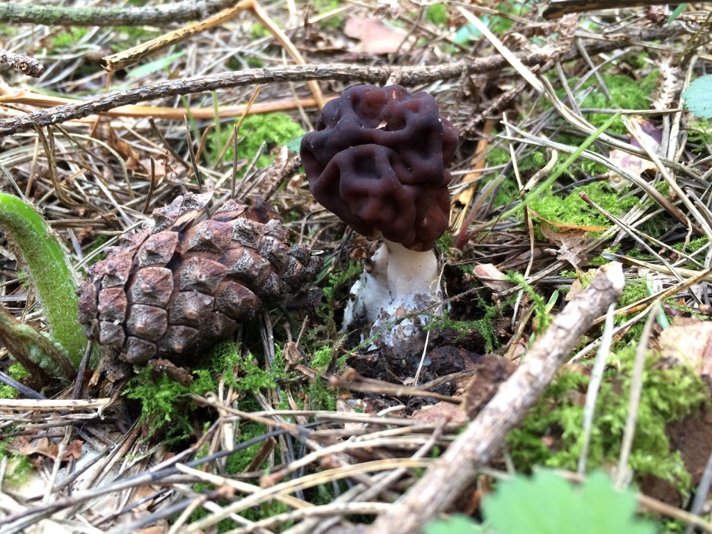 False Morel