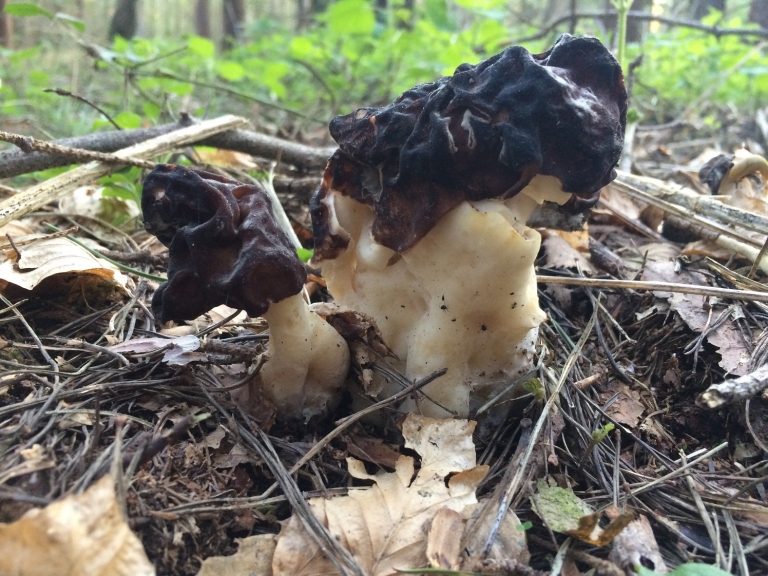 False Morel
