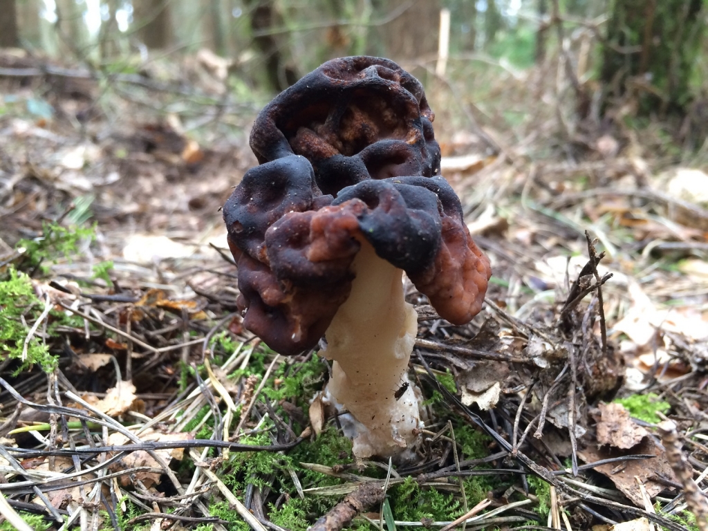https://www.wildfooduk.com/wp-content/uploads/2019/05/gyromitra-2-1024x768.jpg