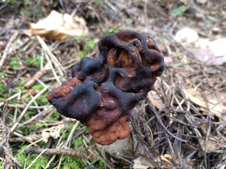 False Morel