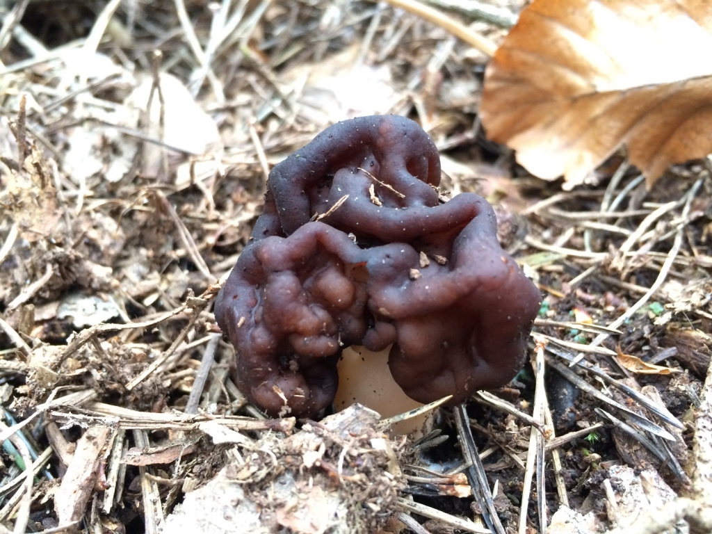 False Morel
