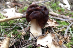 False Morel