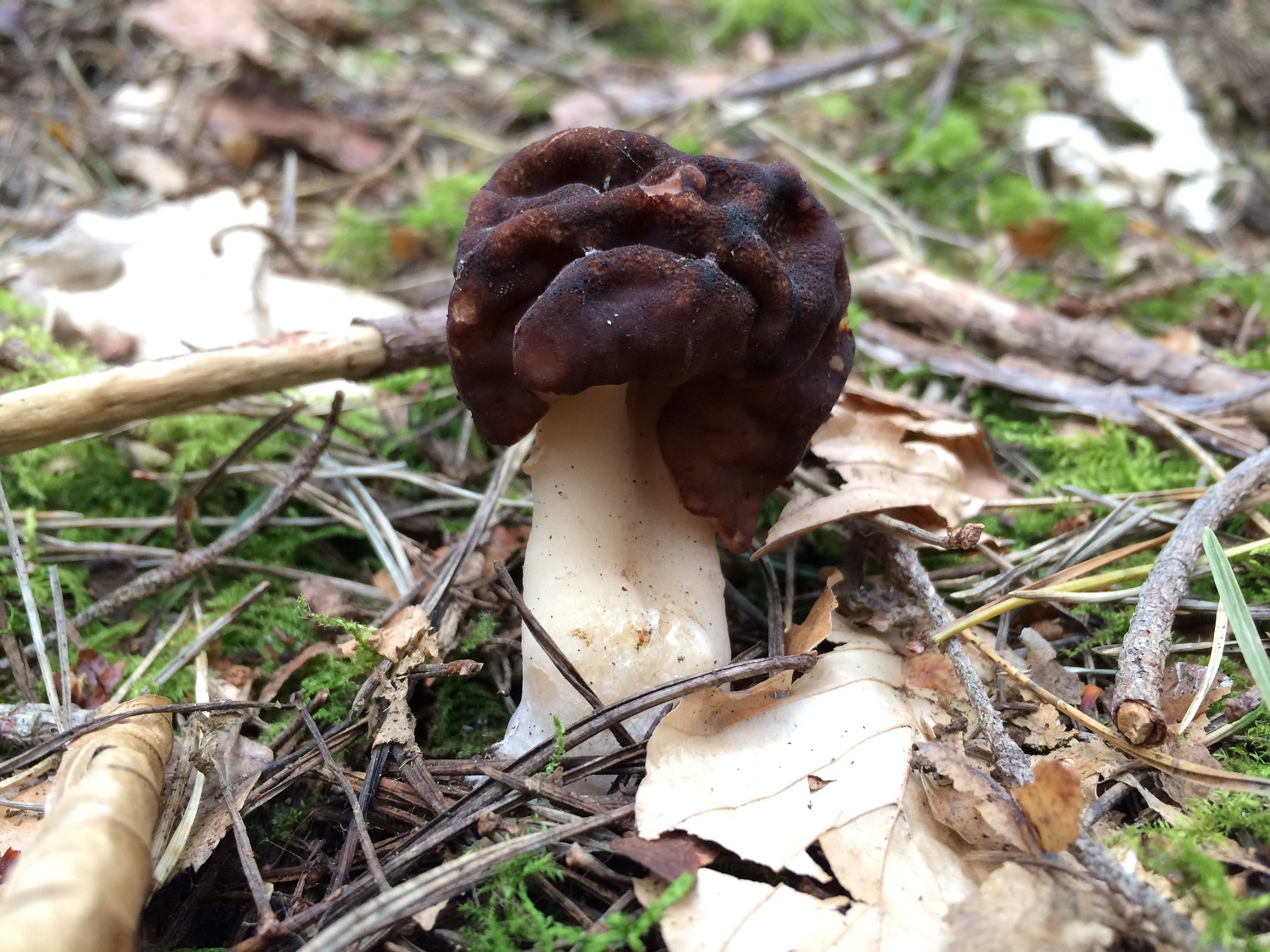 False Morel