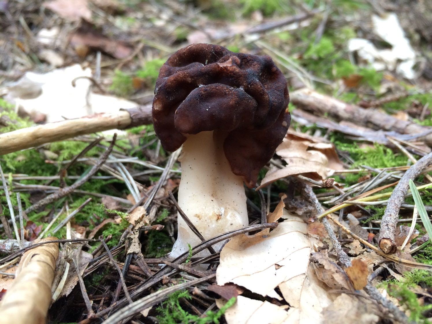 gyromitra-featured.jpg