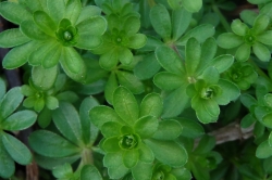 Hedge Bedstraw