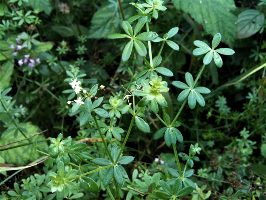 Hedge Bedstraw