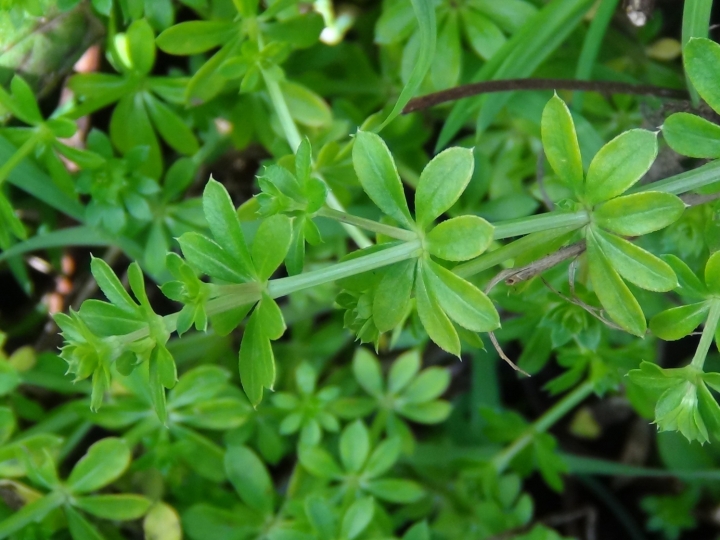Hedge Bedstraw