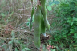 Seed Pods