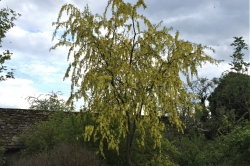 Laburnum