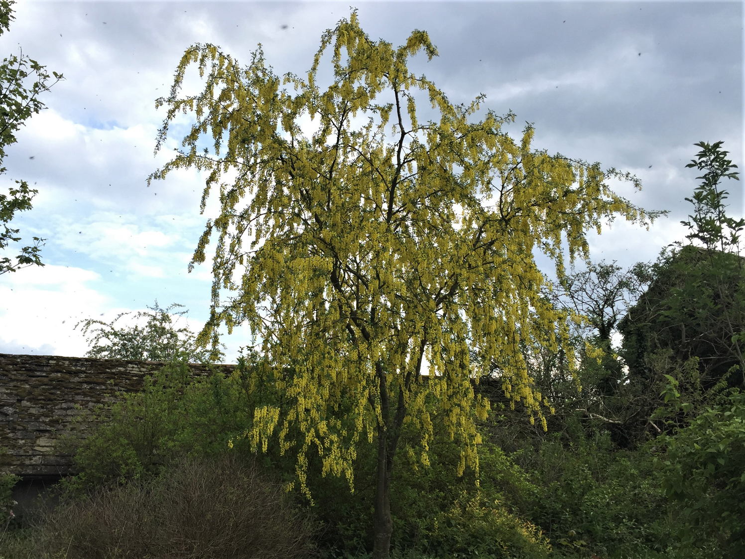 Laburnum