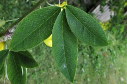 Leaves