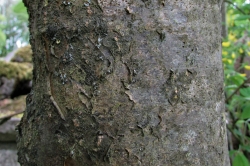 Bark