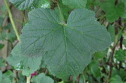 Leaves