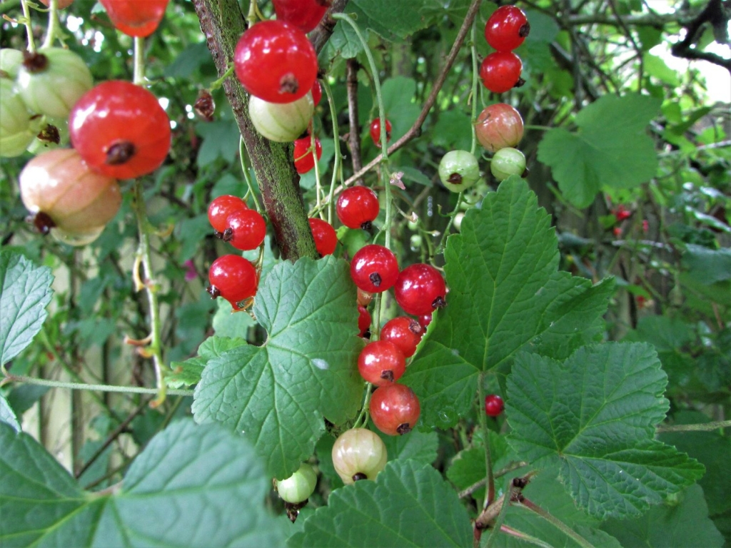 Redcurrant - Wild Food UK