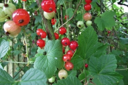 Redcurrant