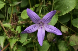 Trailing Bellflower