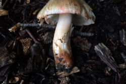 Stem
