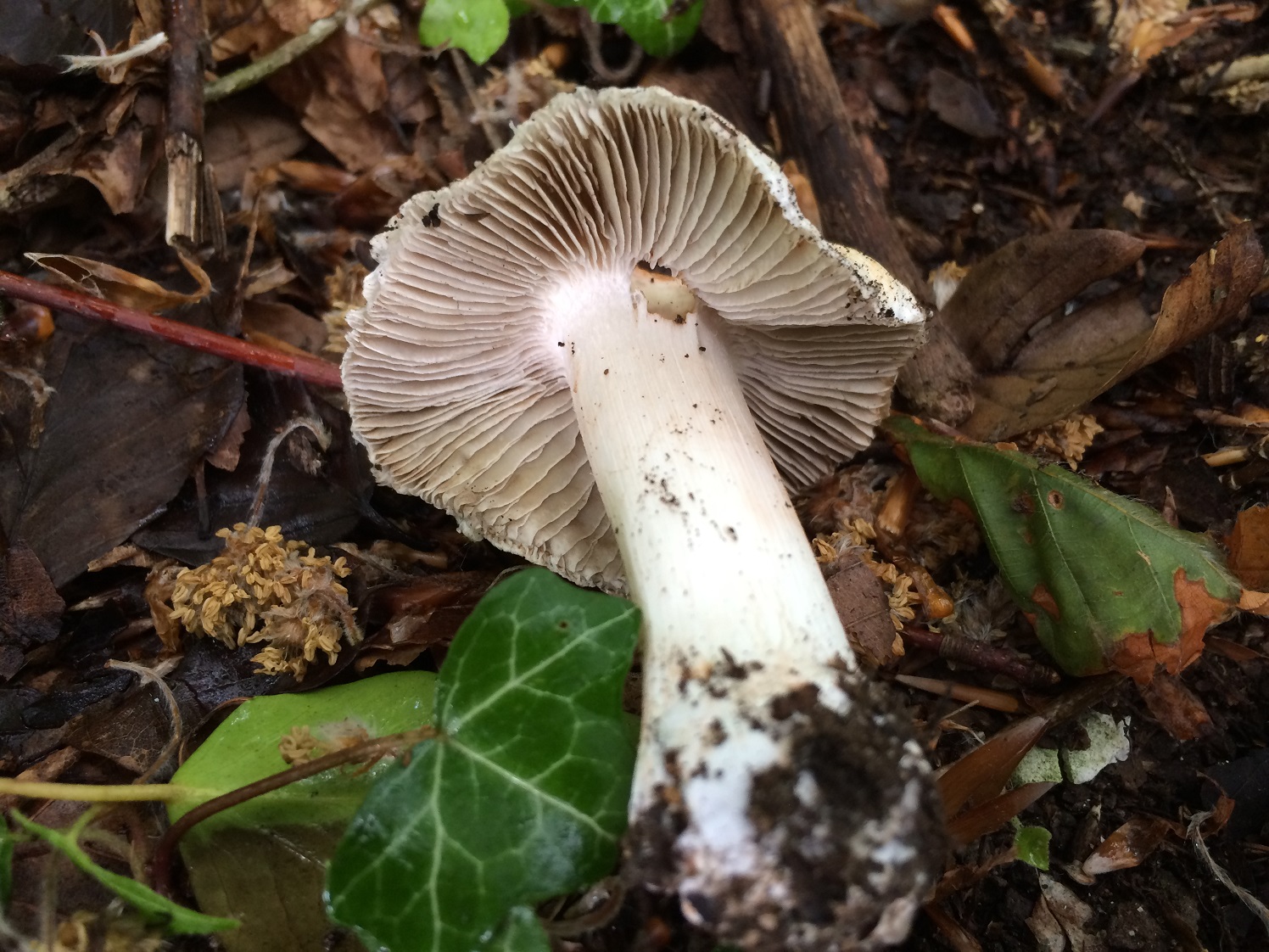 Nightshade mushroom discount