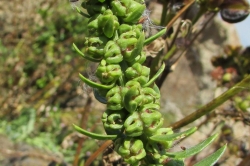 Flower Buds