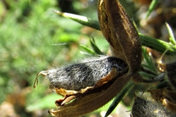 Seed Pods