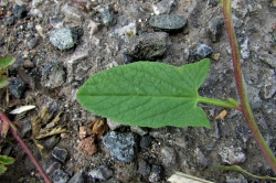 Leaves