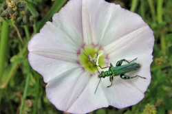 Meadow Bindweed