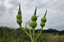 Seed Pods