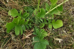 Sea Radish