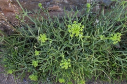 Rock Samphire