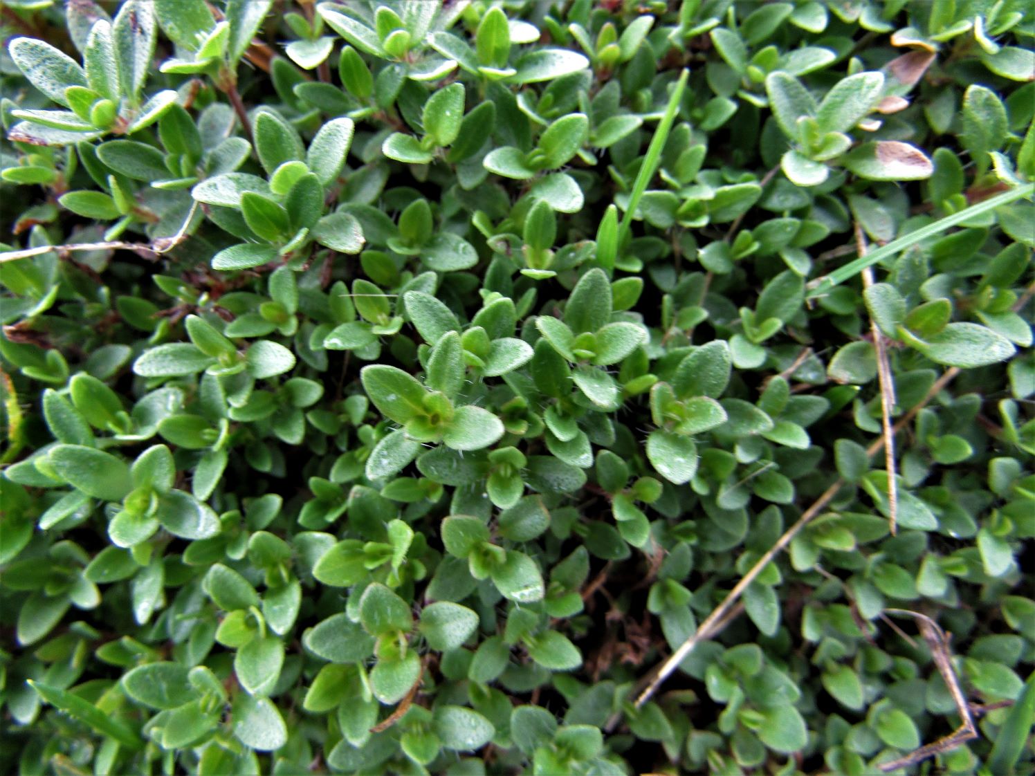 Wild Thyme