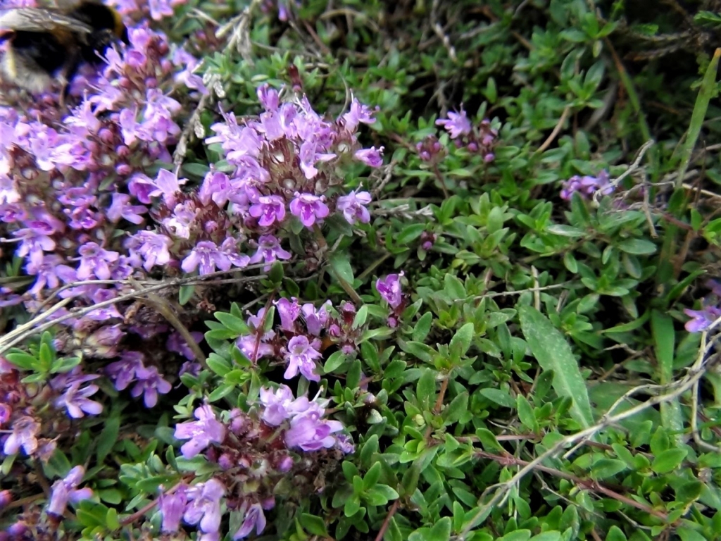 Wild Thyme